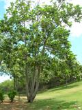 Breadfruit